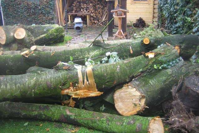 Kwadendamme bomen rooien